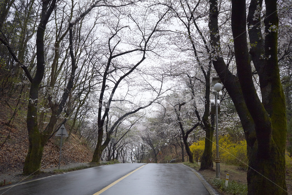 벚꽃,봄꽃,벚꽃터널,봄의전령사,벚꽃군락,벚나무,봄,계절,spring,season,자연,풍경,nature,landscape,asphalt,아스팔트,road,도로,highway,고속도로,freeway,고속 도로