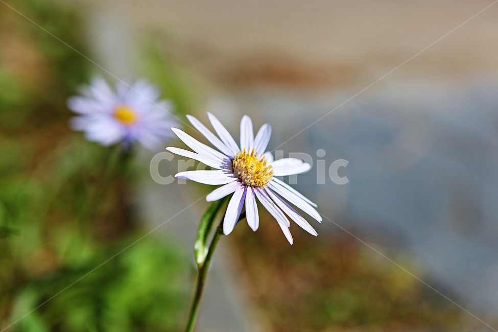 국화,꽃,꽃잎,가을꽃,가을,식물,자연,공원,식물,자연,plants,nature,꽃,flower