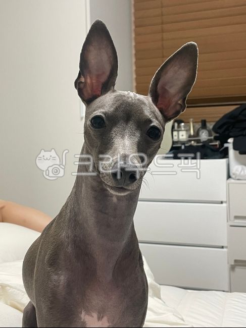 애완동물,ig,동물,이탈리안그레이하운드,pet