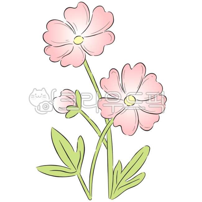 Cosmos,illustration flower,flower drawing,picture flower,flower decoration