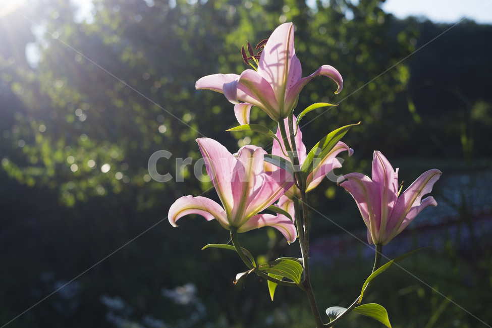 꽃,백합,빛,분홍색꽃,분홍색,lily,flower,light,식물,자연,plants,nature,꽃,flower,휴식,힐링,rest,relaxation,healing