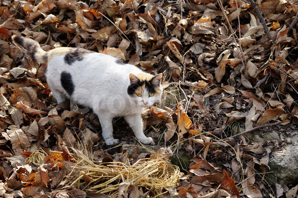 고양이,길고양이,들고양이,삼색고양이,삼색털고양이,흰고양이,사료,먹이,멸치,동물,낙엽,이파리,산,산길,산기슭,산보,산책,cat,animal,동네,마을,식물,나무,자연,숲,숲속,동물,animal,고양이,cat,kitten,kitty,포유류,mammal