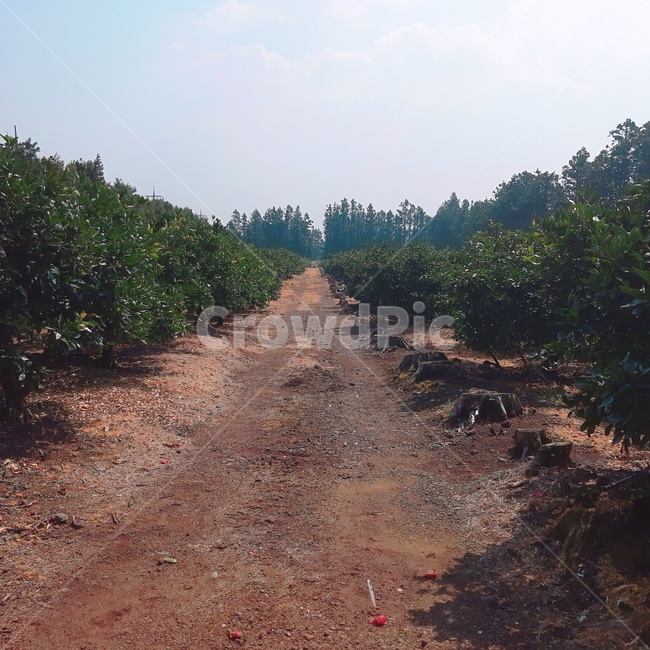숲,나무,흙길,하늘,자연,자연,풍경,nature,landscape,dirt road,road,도로,gravel,자갈,ground,바닥
