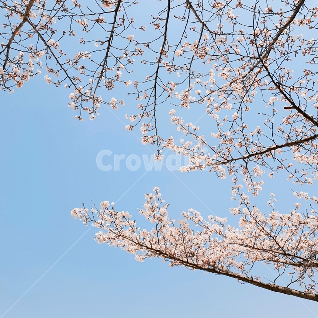 벚꽃,꽃,봄,하늘,나무,따뜻함,꽃잎,꽃나무,벚꽃나무,꽃봉오리,초봄,3월,4월