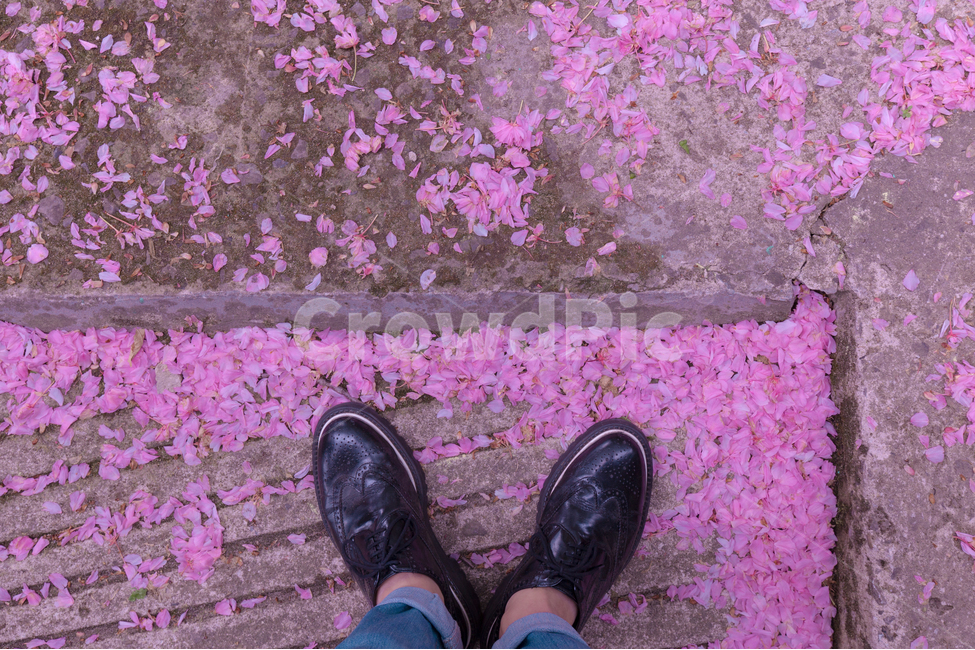 꽃,꽃잎,감성사진,분홍색,발,자연,풍경,nature,landscape,사람,인물,인간,human,person,신체일부,몸,body