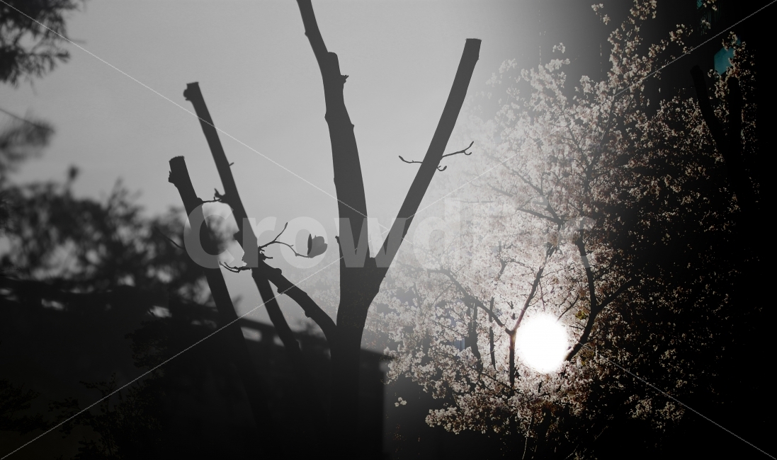 나무,밤,벛꽃,합성,낮,식물,자연,plants,nature,나무,trees,wood