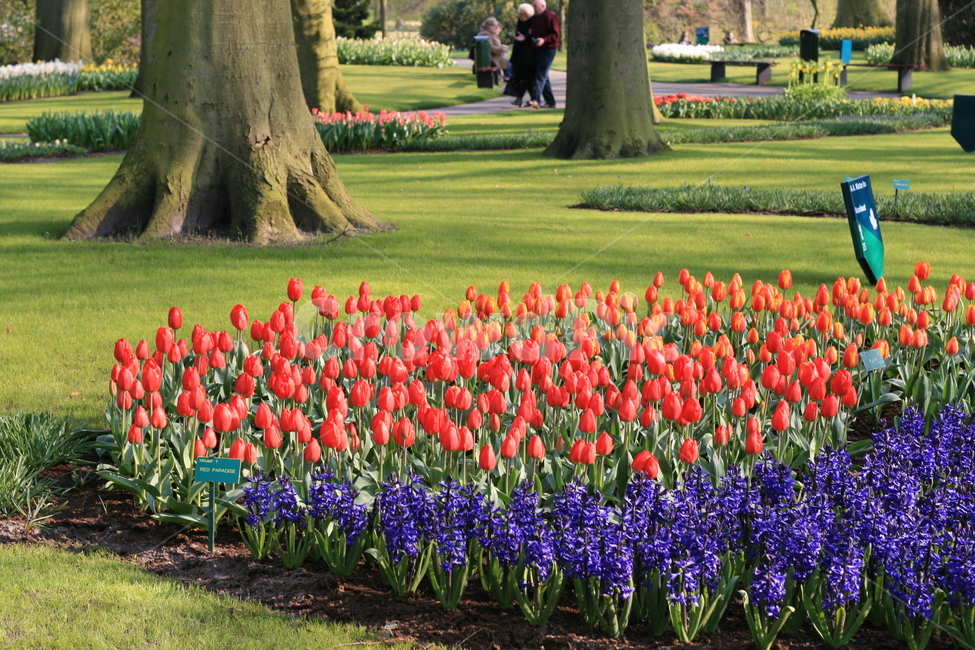 꽃,정원,튤립축제,식물,꽃밭,튤립,flower,garden,tulip,식물,자연,plants,nature,꽃,flower