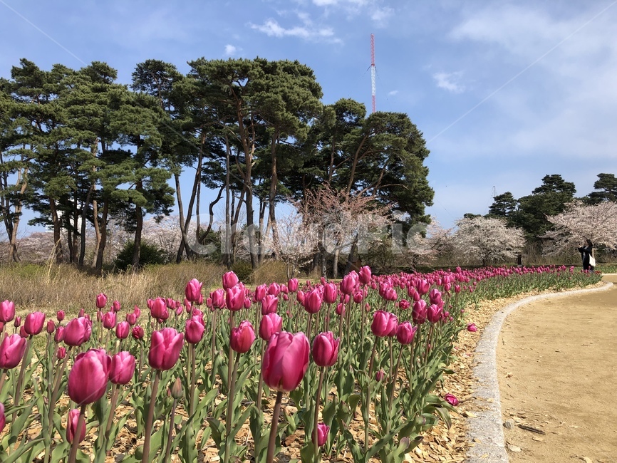 튤립,봄,튤립길,꽃길,벚꽃,자연,풍경,nature,landscape,plant,식물,blossom,꽃,flower