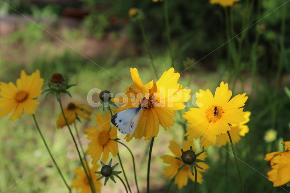 나비,꽃,flower,butterfly,자연,식물,자연,plants,nature,꽃,flower,동물,animal,곤충,벌레,insect,bug