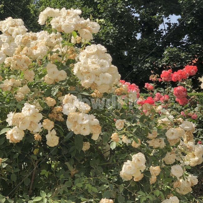 plant,식물,blossom,flower,꽃,rose,nature,whiterose,백장미,garden,정원,식물,자연,plants,nature,꽃,flower