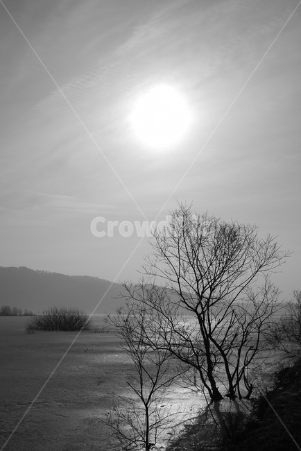nature,자연,나무,흑백사진,겨울,tree,흑백,모노톤,monochrome,black and white