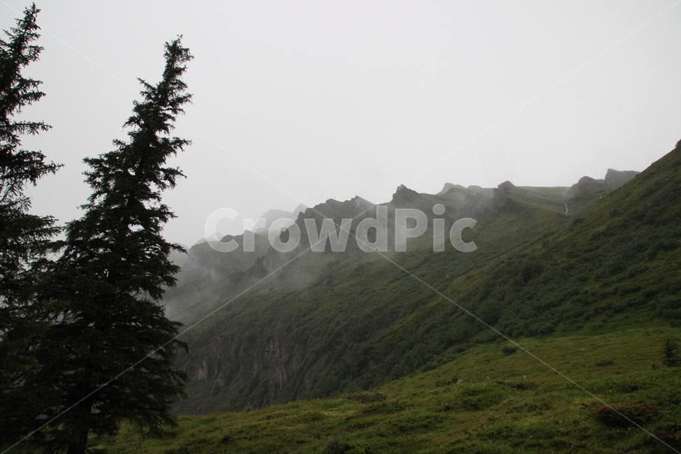 인터라켄,융프라우산,융프라우,스위스,interlaken,jungfraumt,jungfrau,swiss,switzerland,자연,풍경,nature,landscape,해외,외국,세계,foreign,oversea,world,세계자연풍경,해외자연풍경,외국자연풍경,world nature landscape,plant,식물,abies,아비,fir,전나무,tree,나무