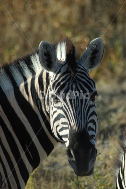 Grassland,National Park,Wild,Zebra,Animal,Africa,Horse,Horizon,Desert,Herbivore