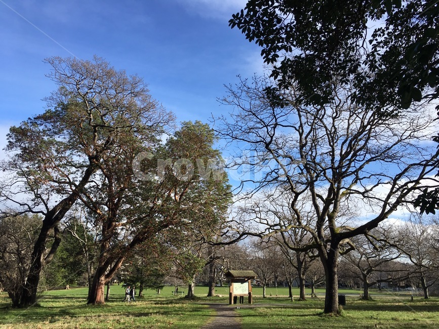 공원,산책,나무,하늘,park,forawalk,tree,sky,구름,날씨,봄,spring,weather,cloud,세계자연풍경,해외자연풍경,외국자연풍경,world nature landscape,plant,식물,grass,잔디,tree trunk,나무 줄기