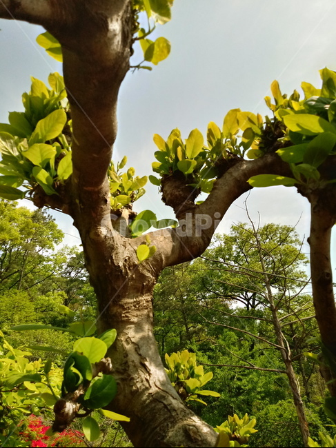 후박나무,꽃,식물,자연,적박,천박,중피,상록활엽교목,녹나무과,관상용,공업용,약용