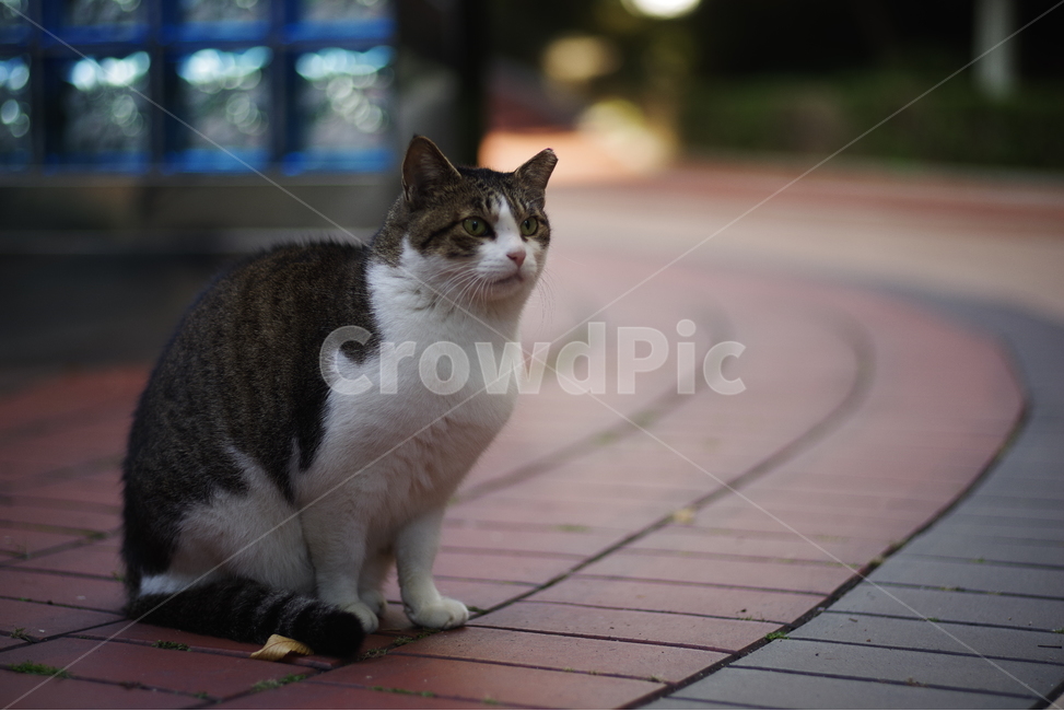 고양이,길고양이,동물,길냥이,애완동물,생명,자연,미묘,야생동물,cat,kitty,kitten,cute,lovely,adorable,pet,animal,streetcat,straycat,wildcat,wild,동물,animal,포유류,mammal,고양이,cat,kitten,kitty