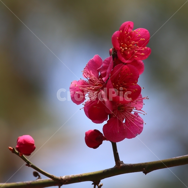 blossom,제라늄,꽃,flower,홍매화