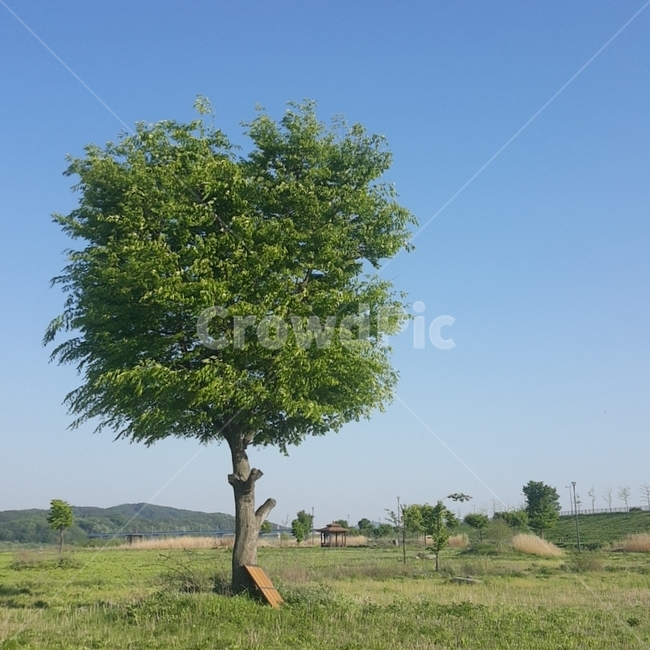 깨끗한,맑은,푸른,나무,clear,tree
