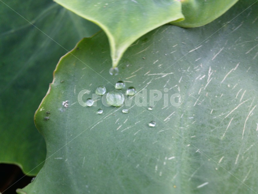 leaf,잎,plant,식물,물방울,물,방울,식물,자연,plants,nature