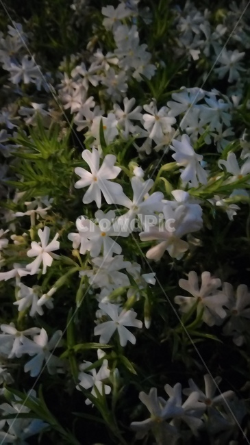 흰꽃,봄,화단,산책길,잎