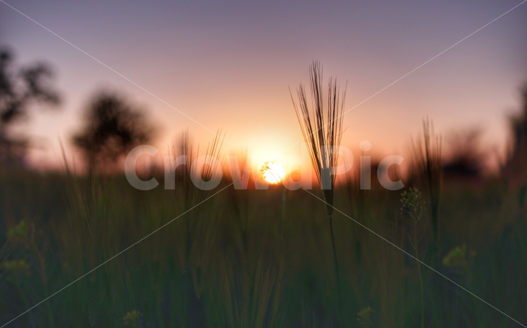 한강,노을,소풍,이촌한강공원,휴가,이촌,공원,해질녘,sunset,서울,자연,풍경,nature,landscape,휴식,힐링,rest,relaxation,healing,감성,sensible,feeling,plant,식물,grass,잔디,outdoors,옥외,sky,하늘