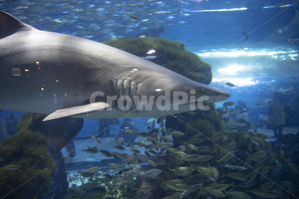 동물,animal,sealife,해양생물,fish,물고기,shark,상어,water,물,아쿠아리움,수족관,바다,동물,animal