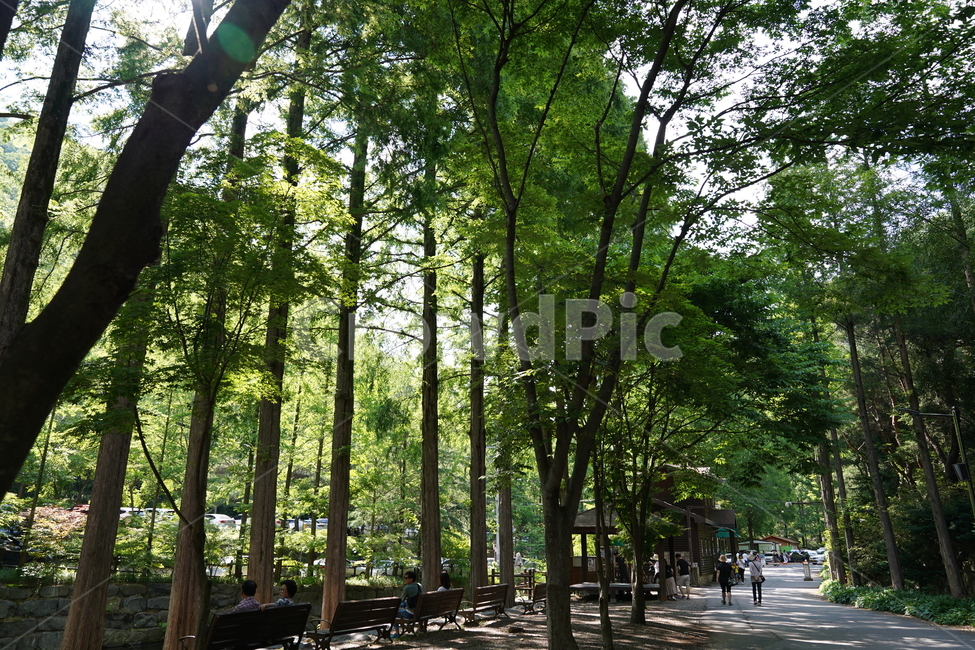 식물,나무,숲길,산책,tree,자연,풍경,nature,landscape,식물,plants,나무,trees,wood