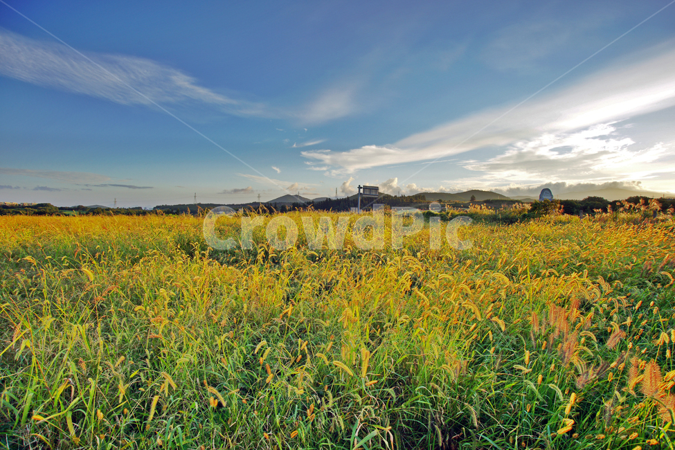 가을,제주도,강아지풀,초원,자연,구름,자연,풍경,nature,landscape,outdoors,옥외,grassland,목초지,field,들,farm,농장,rural,농촌,meadow