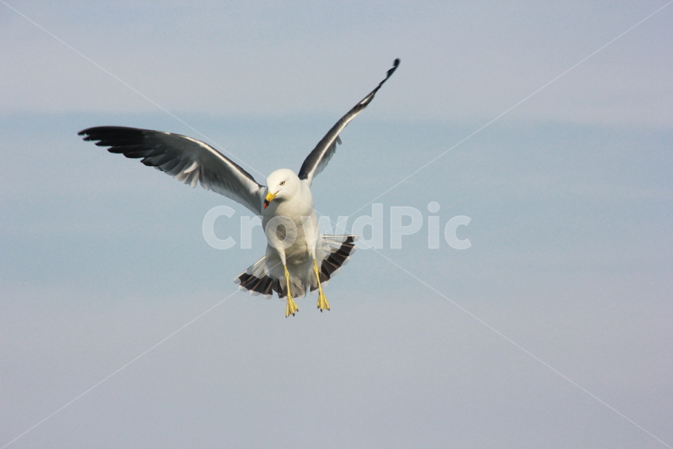 하늘,갈매기,새,조류,sky,fly,seagull
