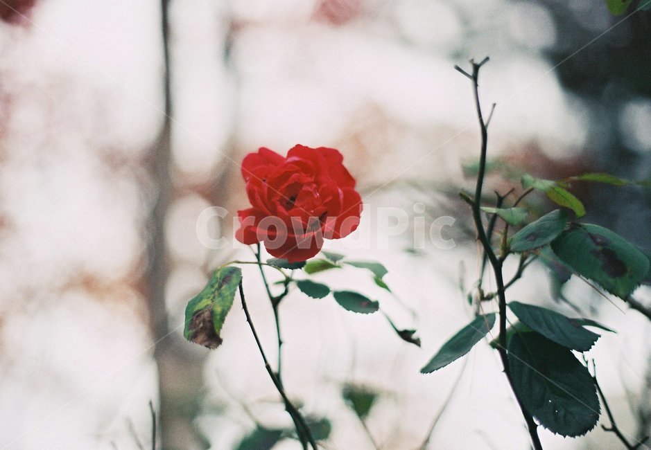 장미,꽃,빨간장미,rose,식물,붉은장미,필름사진