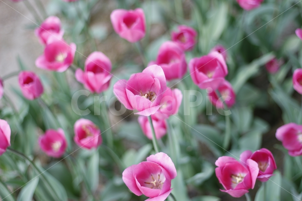 튤립,꽃,공원,자연,식물,봄,꽃길,식물,자연,plants,nature,꽃,flower
