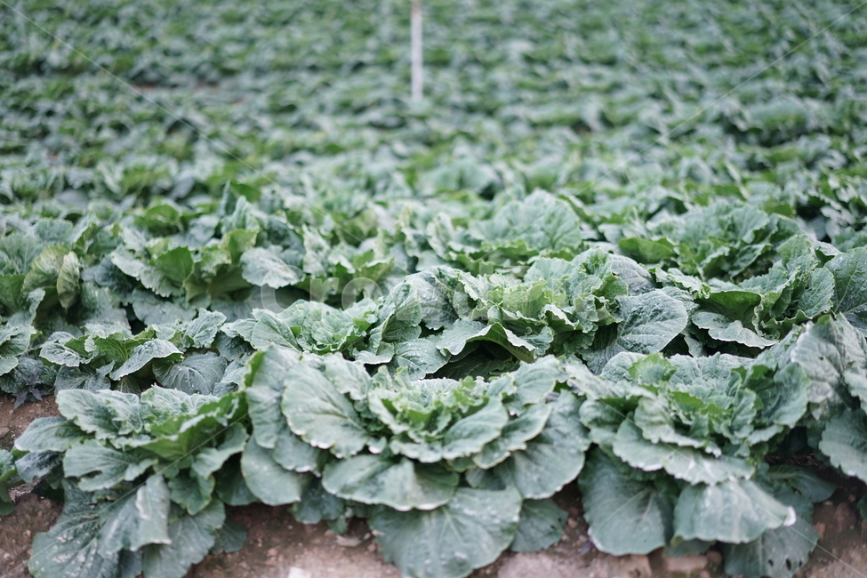 배추,배추밭,고랭지,초록,김치,밭,채소,야채,vegetables,산업,industry,industrial,농업,농사,agriculture,farming,farming industry