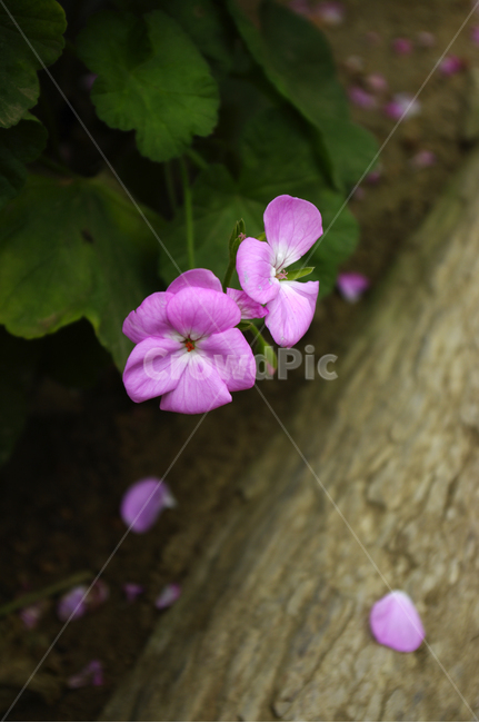 식물,꽃,flower,plant,color,식물,자연,plants,nature,꽃,flower