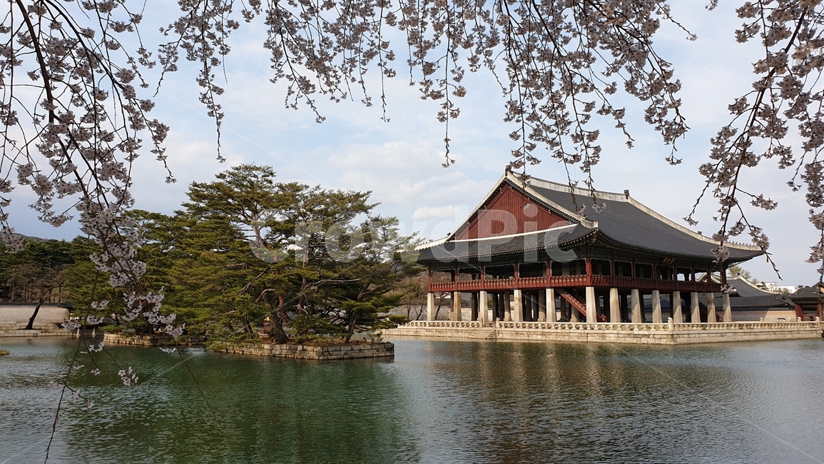 고궁,봄,봄꽃,꽃,경회루,벚꽃