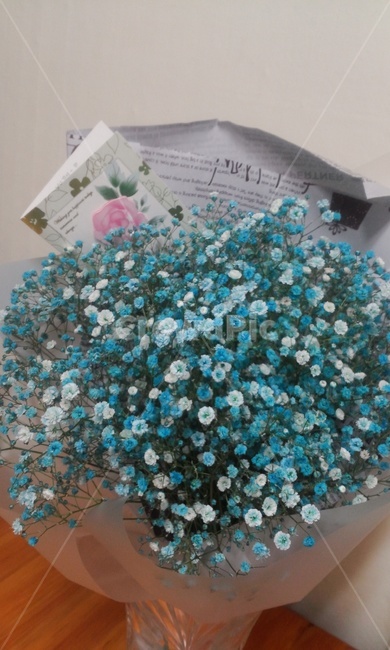 안개꽃,기념일,선물,꽃,꽃다발,식물,자연,plants,nature,꽃,flower,기념일,축하,anniversary,congratulation,celebrate,celebration