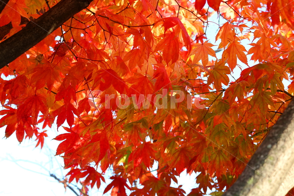 단풍,단풍나무,나무,가을,자연,가을,계절,fall,autumn,season,식물,자연,plants,nature,plant,leaf,잎,tree,maple