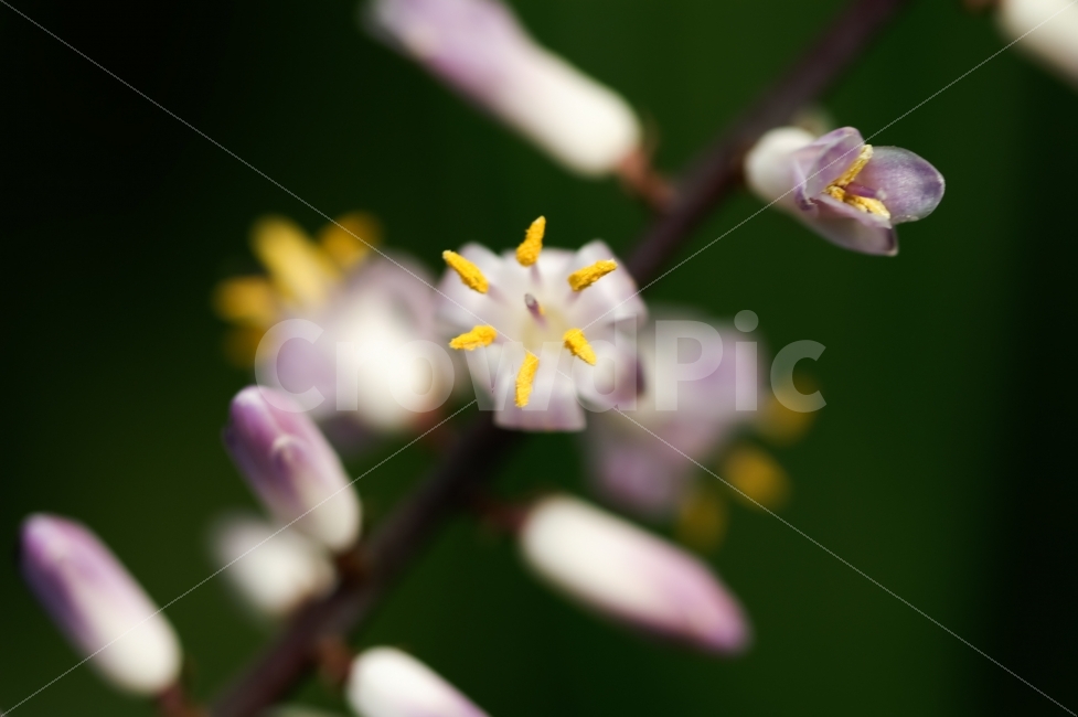 식물,감성,색감,꽃,별,식물,자연,plants,nature,꽃,flower