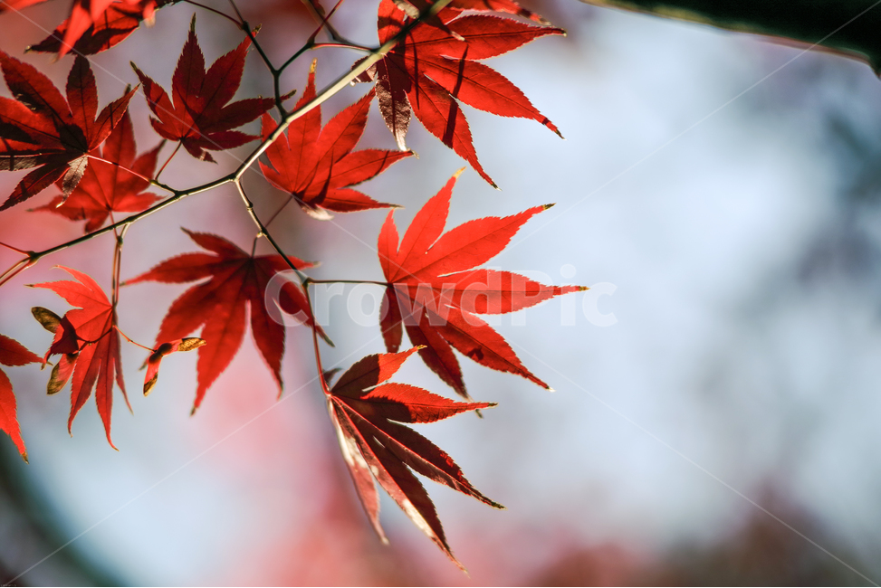maple,단풍,단풍나무,단풍잎,붉은,가을,늦가을,접사,closeup,street,autumn,낙엽,가을,계절,fall,autumn,season,식물,자연,plants,nature,leaf,잎,plant,tree,나무