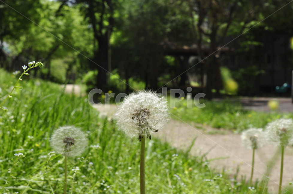 봄,푸름,홀씨,자연,감성,식물,자연,plants,nature