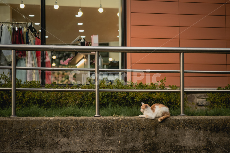 고양이,길고양이,길냥이,반려묘,반려동물,동물,색상,한가함,잔잔함,여유로움,고양이발,육괴,색감,감성,동물,animal,포유류,mammal,고양이,cat,kitten,kitty