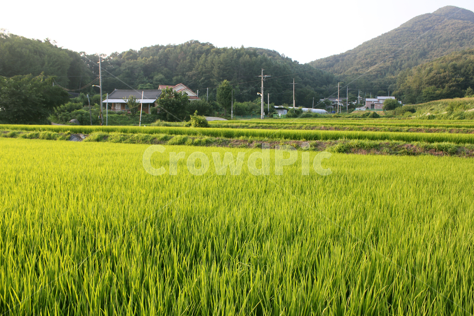 논,시골,벼,논둑,산,농사,여름,asia,country,countryside,farm,farming,field,green,korea,mountain,paddy,rice,ricefield,rural,sky,summer,sunset,쌀,쌀농사,오후,시골,마을,풍경,landscape,country,rural,town