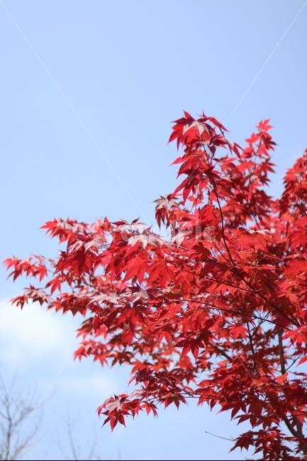 홍단풍,자주,구름,봄,파랑,가을,계절,fall,autumn,season,식물,자연,plants,nature,leaf,잎,plant,tree,나무