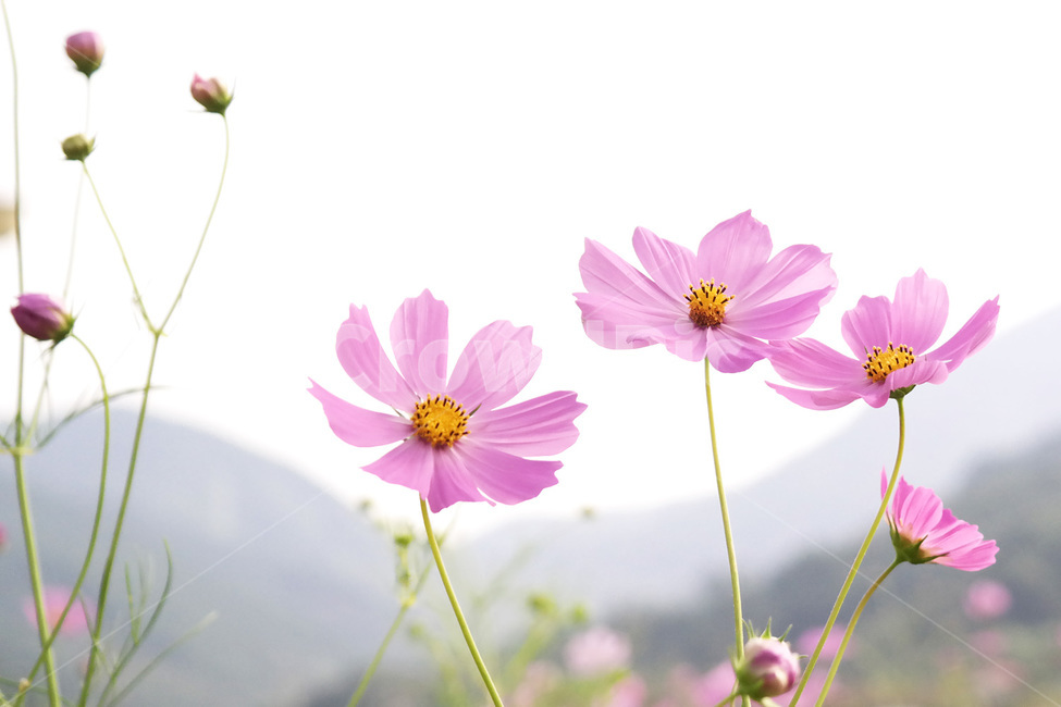 코스모스,가을,flower,cosmos,꽃잎,petal,autumn,식물,자연,season,plants,nature,경치,야외,blossom,식물,자연,plants,nature,꽃,flower
