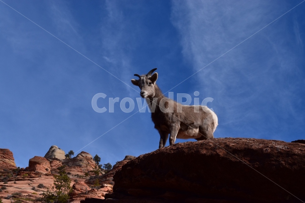 animal,포유류,goat,염소,산양,영양,동물,야생동물,wildlife
