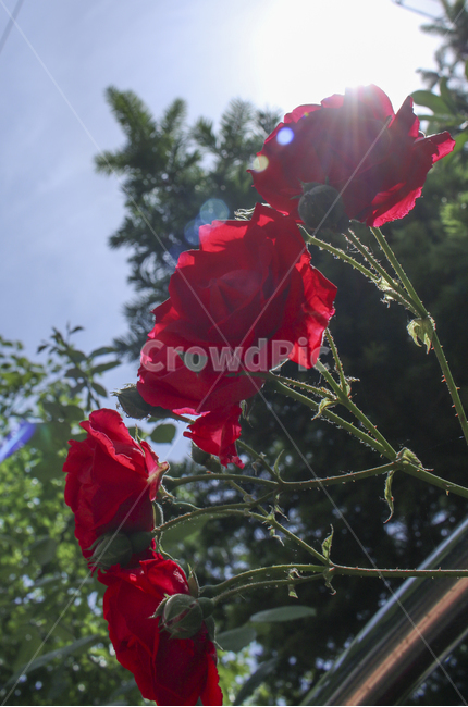 flower,꽃,rose,장미,plant,식물,red,빨간,빨강,빨간장미,redrose