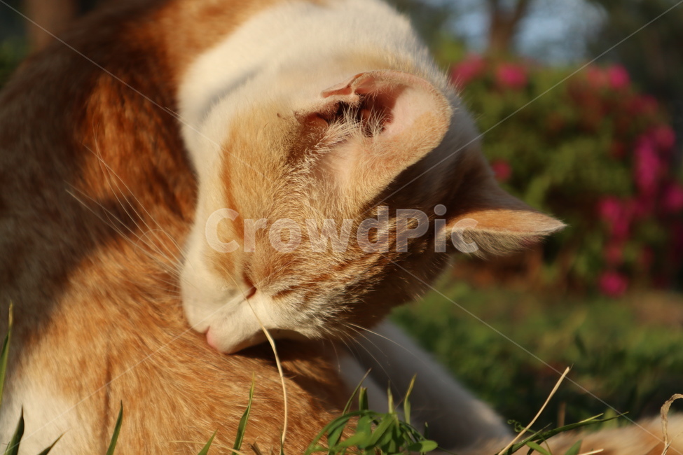 고양이,길고양이,길냥이,cat,cats,동물,animal,포유류,mammal,고양이,cat,kitten,kitty