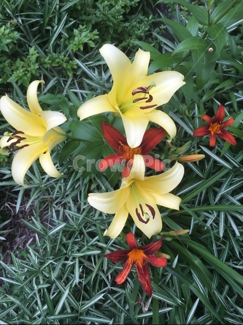 대비,꽃,plant,색,자연물,싱그러움,식물,자연,plants,nature,꽃,flower