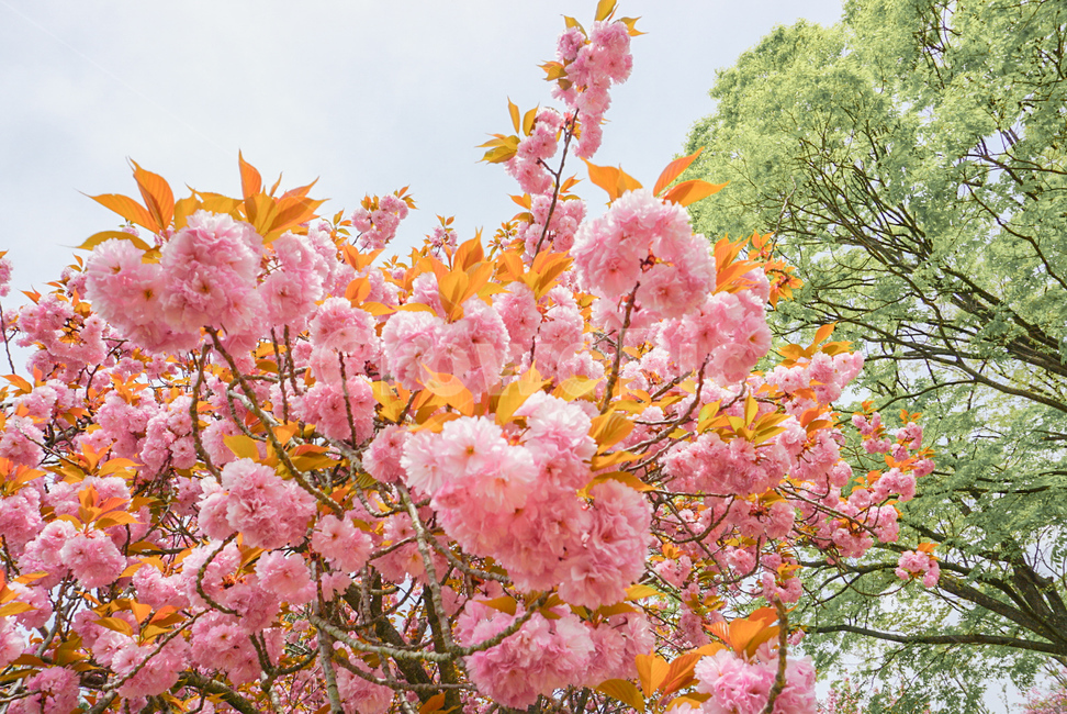 겹벚꽃,벚꽃,식물,꽃,봄꽃,나무,자연,flower,nature,봄,봄,계절,spring,season,식물,자연,plants,nature,꽃,flower,plant