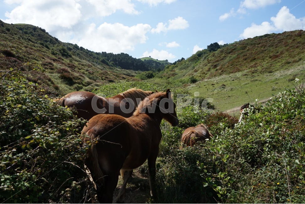 말,동물,자연,horse,animal,포유류,mammal,동물,animal,포유류,mammal