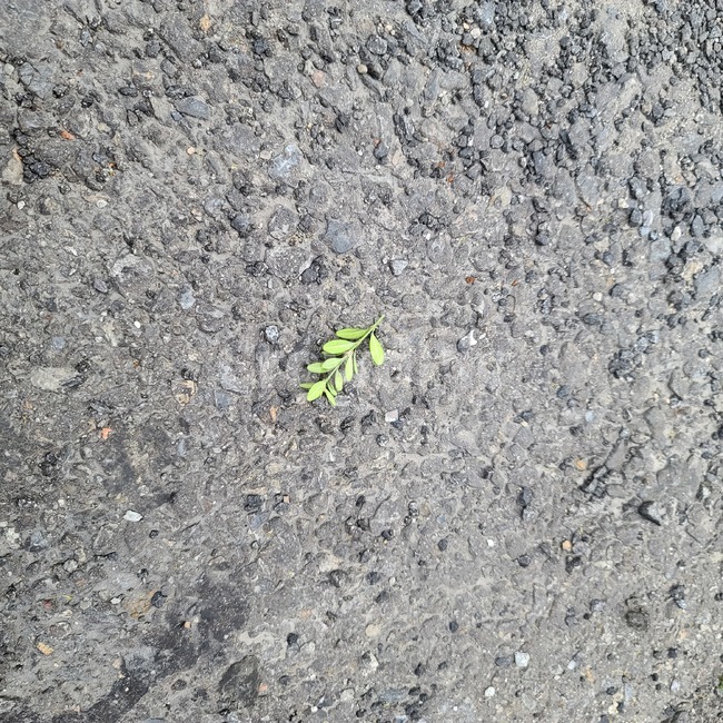 tarmac,타맥,asphalt,아스팔트,길바닥,풀,나뭇잎,잎